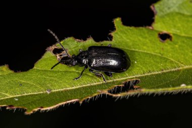 Alticini kabilesinden Yetişkin Pire Böceği