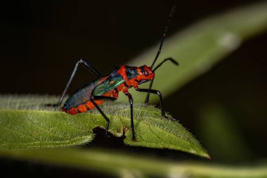 Sphictyrtus cinsinin yaprak ayaklı böcek perisi.