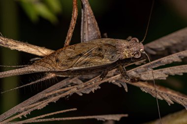 Eneoptera cinsinin Yetişkin Kriketi