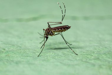 Aedes aegypti türünün Yetişkin Kadın Sarıhumması