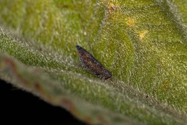 Scaphytopius cinsinin küçük tipik Leafhopper 'ı