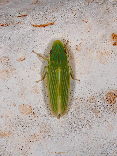 Vuxna Typisk Leafhopper Släktet Spangbergiella — Stockfoto
