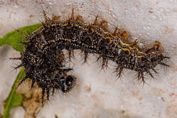 Pequeña Larva Polilla Orden Lepidoptera —  Fotos de Stock
