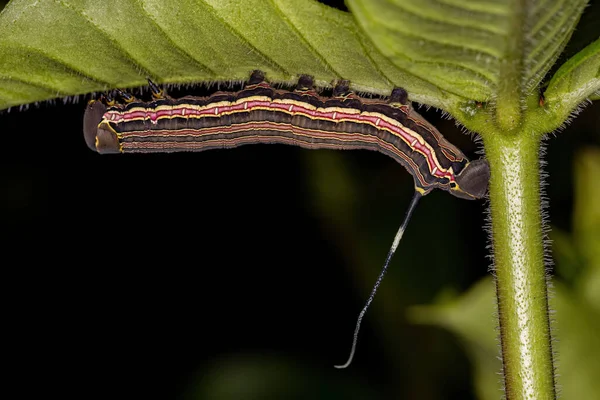 Macroglossine Sphinx Moth Caterpillar Species Isognathus Allamandae Allamanda Plant Species — 스톡 사진