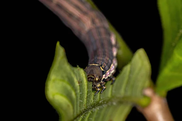 Macroglossine Sphinx Moth Caterpillar Species Isognathus Allamandae Eating Allamanda Plant — Stock Photo, Image