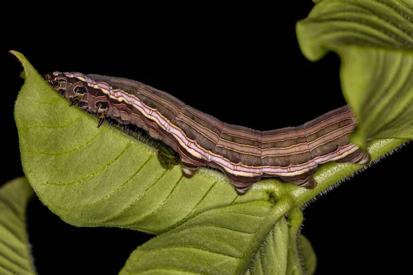 Macroglossine Sphinx Moth Caterpillar Species Isognathus Allamandae Eating Allamanda Plant — Stock Photo, Image