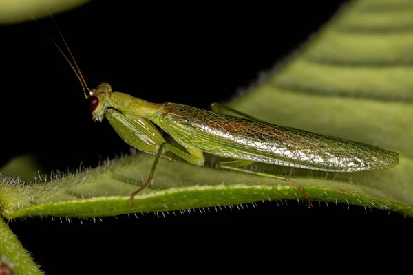 属名Acontist Mantisの成虫 Acontista — ストック写真