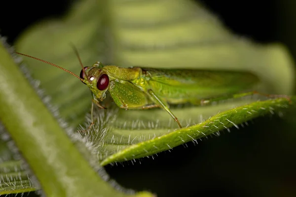 Genus Acontista Acontistid Mantis — 스톡 사진