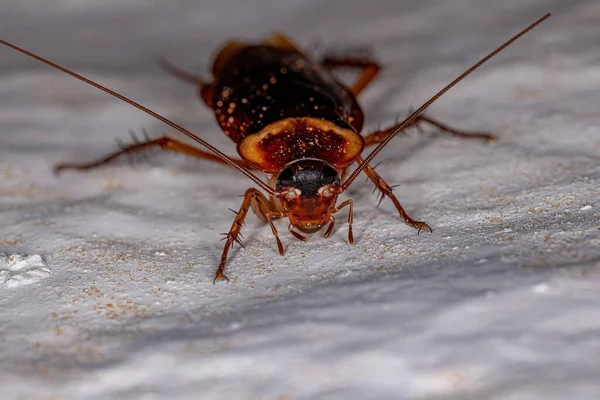 Adult American Cockroach Species Periplaneta Americana — Stock Photo, Image
