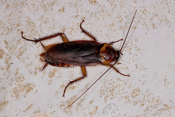 Adult American Cockroach Species Periplaneta Americana — Stock Photo, Image