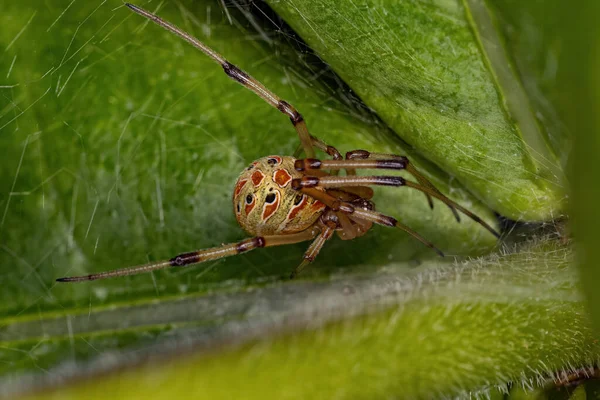 Μικρή Καφέ Χήρα Αράχνη Του Είδους Latrodectus Geometricus — Φωτογραφία Αρχείου