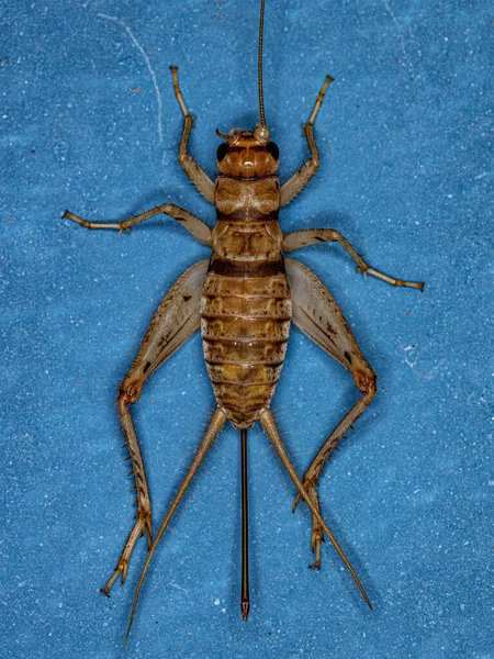 Female Field Cricket Genus Gryllodes — ストック写真
