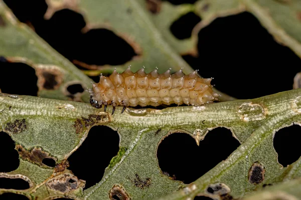 菊科叶甲壳类幼虫 — 图库照片