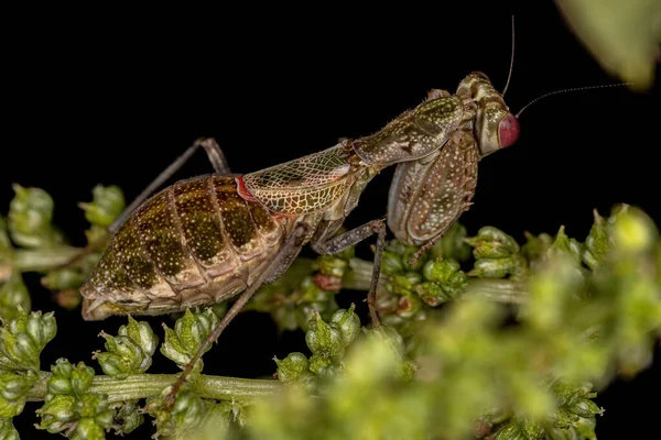 Acontistid Mantis Ninfa Gênero Acontista — Fotografia de Stock