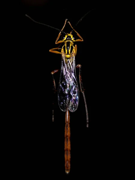 Adulte Ichneumonid Wespe Der Gattung Eiphosoma — Stockfoto