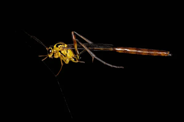 Dospělí Ichneumonid Wasp Rodu Eiphosoma — Stock fotografie