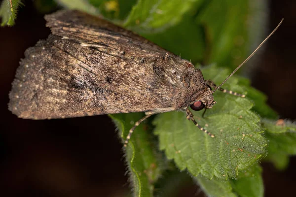 Adult Cutworm Moth Family Noctuidae — Stockfoto