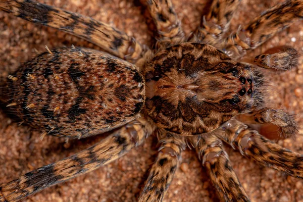Αρσενικό Ενηλίκων Wandering Spider Της Οικογένειας Ctenidae — Φωτογραφία Αρχείου