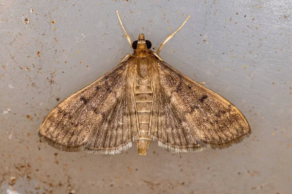 Adult Pearl Moth Tribe Herpetogrammatini — 图库照片