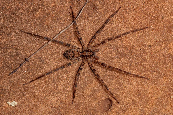 Homem Adulto Vagando Aranha Família Ctenidae — Fotografia de Stock