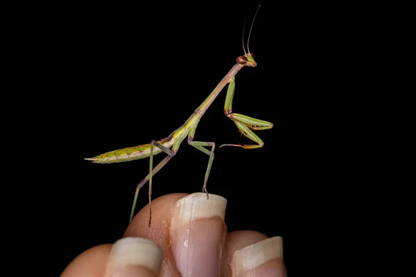 Pequena Ninfa Mantida Gênero Oxyopsis Mão Uma Pessoa — Fotografia de Stock