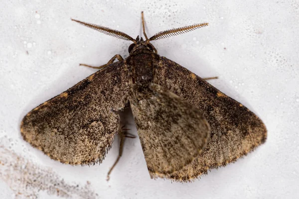 Moth Dla Dorosłych Owady Rzędu Lepidoptera — Zdjęcie stockowe