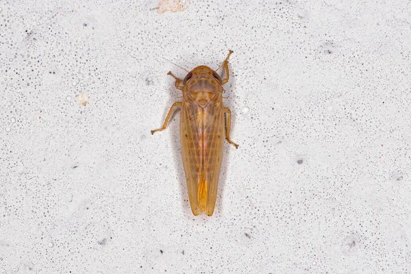 Erwachsene Scharfschützen Insekt Der Familie Cicadellidae — Stockfoto