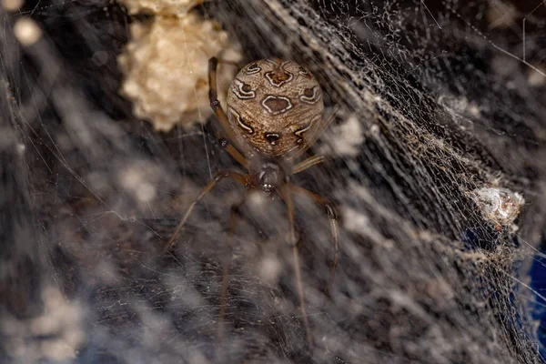 Female Adult Brown Widow Spider of the species Latrodectus geometricus