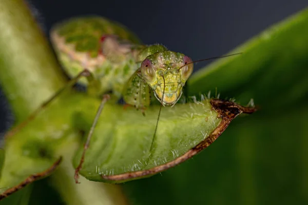 Acontistid Mantis Nymph Van Het Geslacht Acontista — Stockfoto