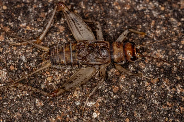 Genus Gryllodesのオスフィールドクリケット — ストック写真