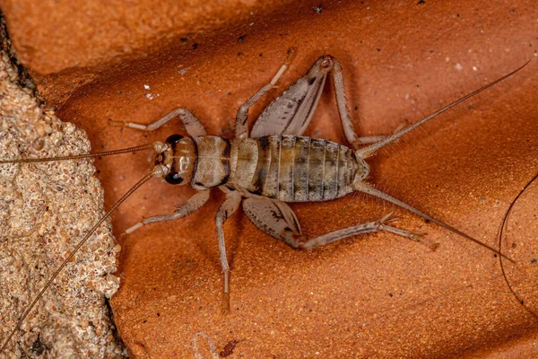 Male Field Cricket Genus Gryllodes — Stock Photo, Image