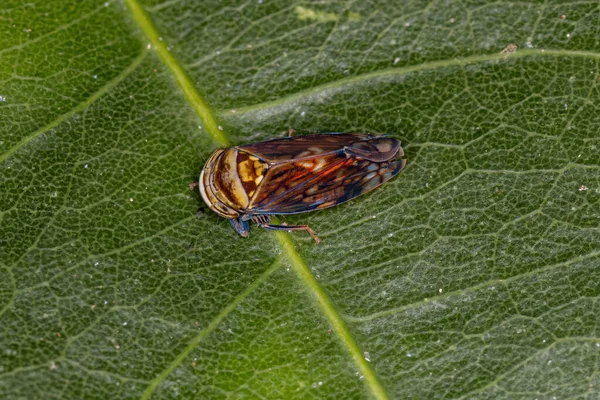 Leafhopper Típico Pequeno Subfamília Deltocephalinae — Fotografia de Stock