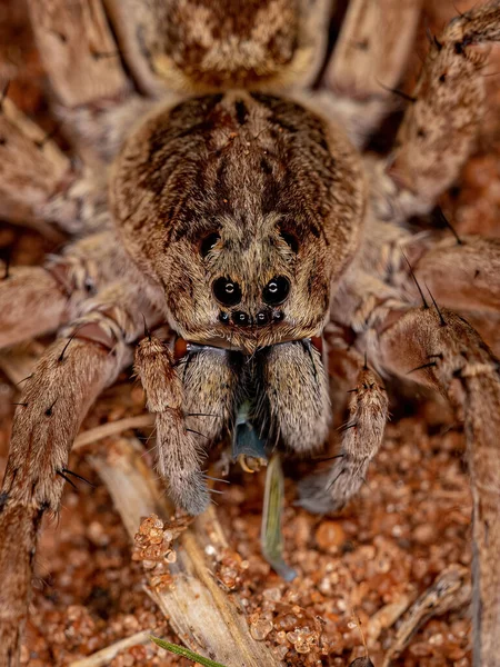 Маленький Волчий Паук Семейства Lycosidae — стоковое фото