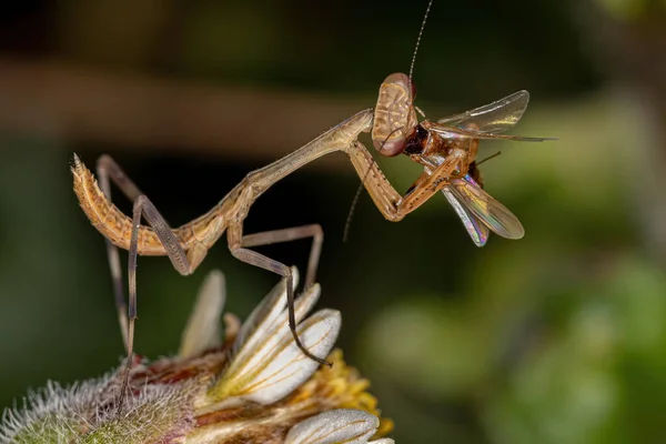 Pequena Ninfa Mantida Subfamília Vatinae Atacando Uma Formiga Alada — Fotografia de Stock