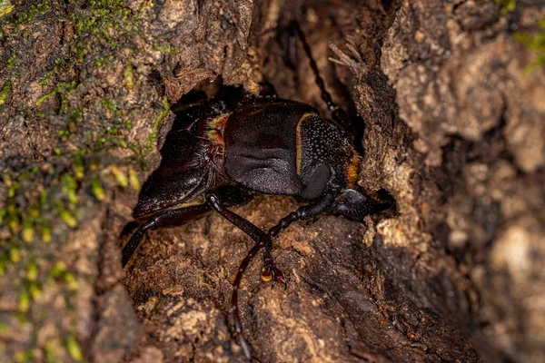 Mallodon Cinsinden Yetişkin Prionid Böceği — Stok fotoğraf