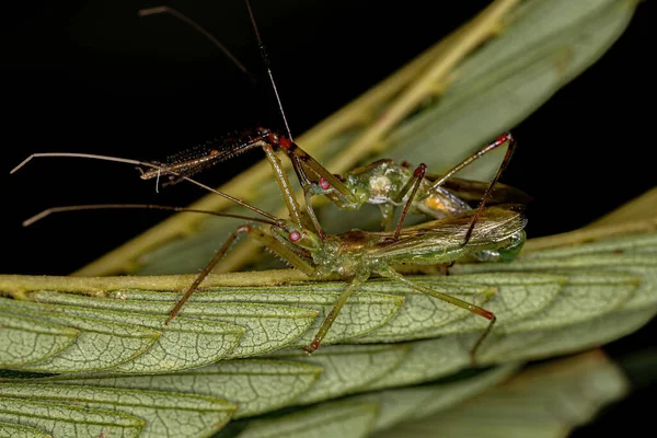 Adulto Assassino Bugs Tribo Harpactorini Acoplamento — Fotografia de Stock