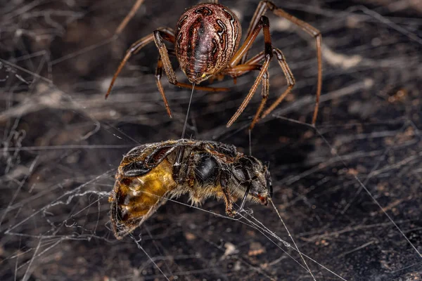 Samica Brązowa Wdowa Pająk Gatunku Latrodectus Geometricus Żerująca Dorosłej Samicy — Zdjęcie stockowe