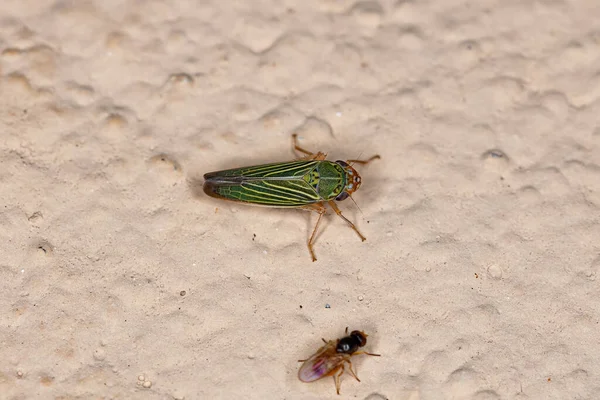 Adult Bermudagrass Leafhopper Species Xyphon Reticulatum — Foto Stock