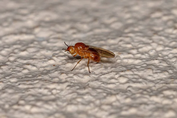 Adult Acalyptrate Fly Zoosubsection Acalyptratae — стокове фото