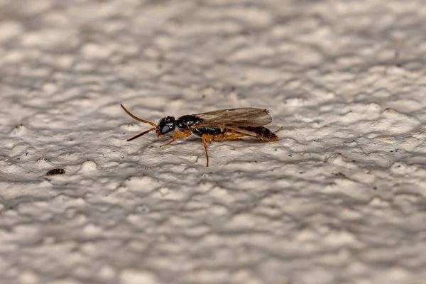 Ausgewachsene Flachwespe Der Familie Bethylidae — Stockfoto