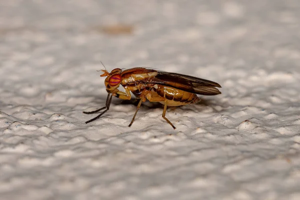 Adulto Acalyptrate Mosca Zoosubsecção Acalyptratae — Fotografia de Stock