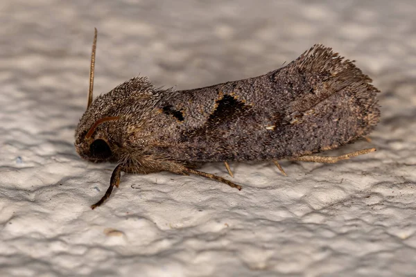 Adult Grass Tubeworm Moth Genus Acrolophus — Stock Fotó