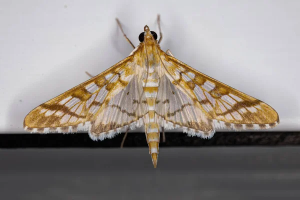 Adult Orange Epipagis Moth Species Epipagis Fenestralis — Stockfoto