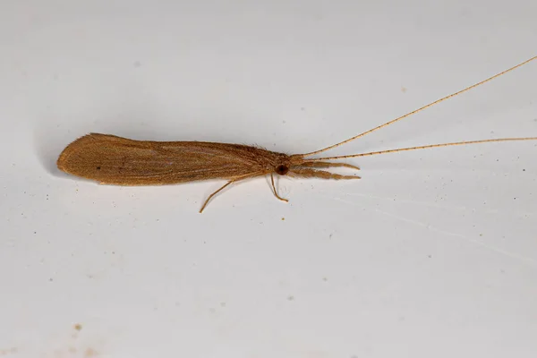 Adulto Caddisfly Insect Genus Oecetis — Fotografia de Stock