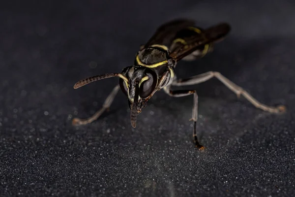 Gulbandad Polybia Wasp Arten Polybia Occidentalis — Stockfoto