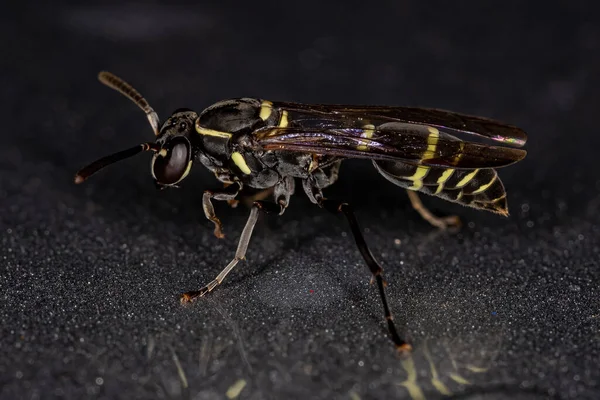 Polybia Occidentalis Een Vliesvleugelig Insect Uit Familie Veldsprinkhanen Acrididae — Stockfoto