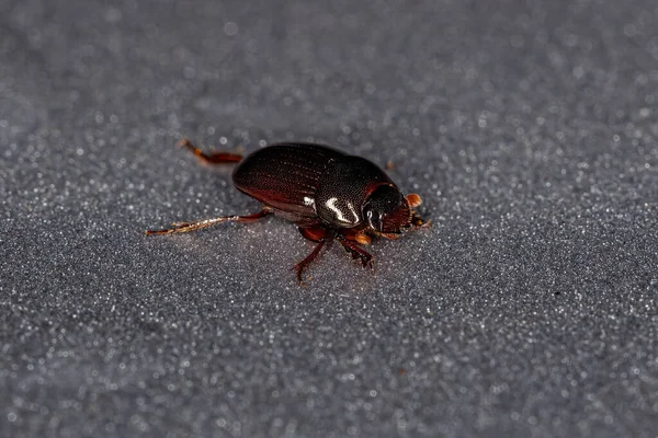 Adult Small Dung Beetle Subfamily Scarabaeinae — Stockfoto