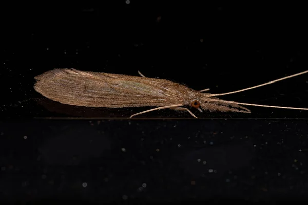 Ενηλίκων Caddisfly Εντόμων Του Genus Oecetis — Φωτογραφία Αρχείου