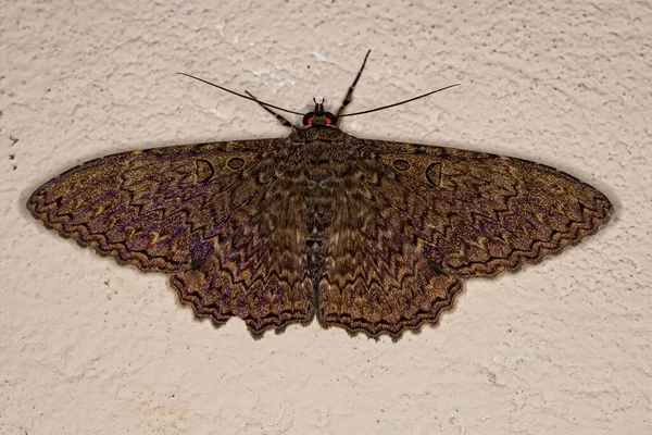 Yetişkin Güve Böceği Feigeria Türünü Rahatsız Ediyor — Stok fotoğraf