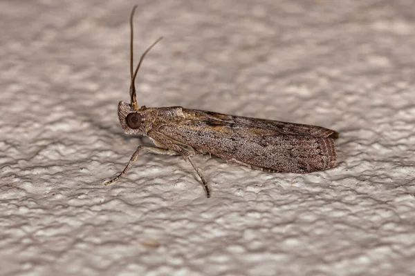 Moth Dla Dorosłych Owady Rzędu Lepidoptera — Zdjęcie stockowe